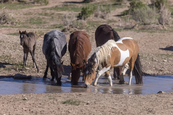 Wild Horses Waterhole Utah Desert — Stock Photo, Image