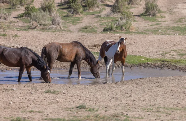 Cavalli Selvaggi Una Pozza Acqua Nel Deserto Dello Utah — Foto Stock