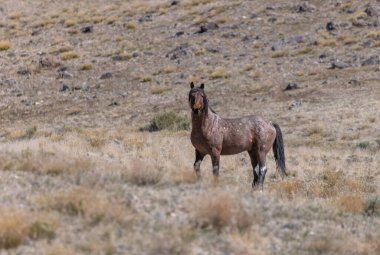Utah çölünde vahşi bir at.
