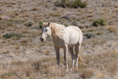 Utah çölünde vahşi bir at.