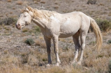 Utah çölünde vahşi bir at.