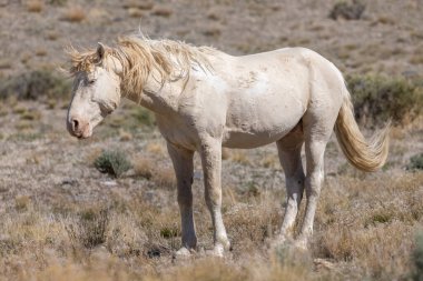 Utah çölünde vahşi bir at.