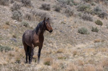 Utah çölünde vahşi bir at.
