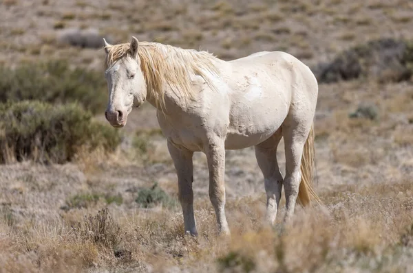 Caballo Salvaje Semental Desierto Utah — Foto de Stock