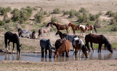 Utah çölünde ilkbaharda vahşi atlar