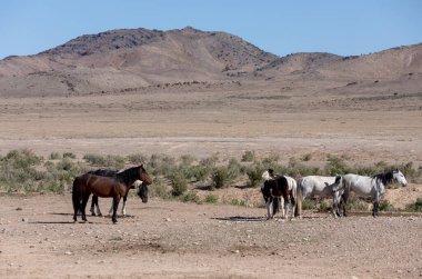 Utah çölünde ilkbaharda vahşi atlar