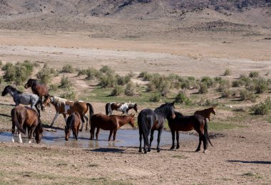 Utah çölünde ilkbaharda vahşi atlar