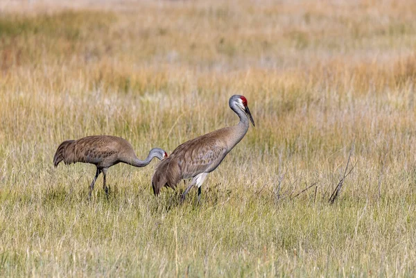 Ein Paar Sandhügelkräne Sommer Camas National Wildlife Refuge Idaho — Stockfoto