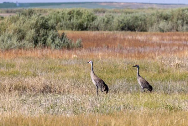 Pair Sandhill Cranes Summer Camas National Wildlife Refuge Idaho — Stock Photo, Image