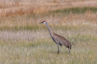 Yazın Camas Ulusal Vahşi Yaşam Sığınağı 'nda uzun otların arasında kum tepesi vinci.
