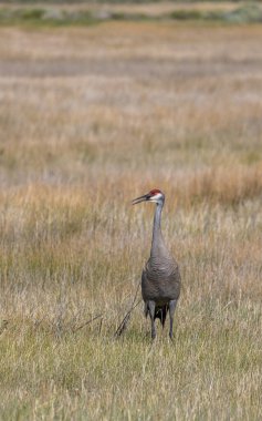 Yazın Camas Ulusal Vahşi Yaşam Sığınağı 'nda uzun otların arasında kum tepesi vinci.