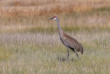 Yazın Camas Ulusal Vahşi Yaşam Sığınağı 'nda uzun otların arasında kum tepesi vinci.