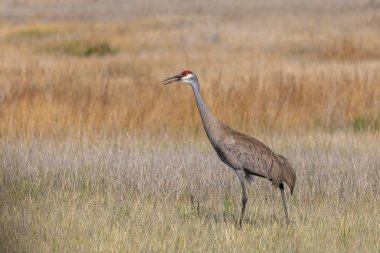 Yazın Camas Ulusal Vahşi Yaşam Sığınağı 'nda uzun otların arasında kum tepesi vinci.