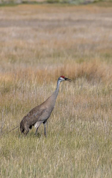 Sandhill Crane Long Grass Camas National Wildlife Refuge Idaho Summer — Stock Photo, Image