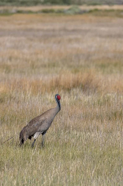 a sandhill crane in long grass at the Camas National Wildlife Refuge Idaho in summer