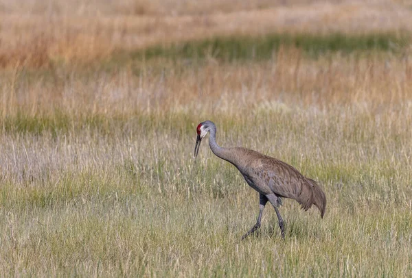 Sandhill Crane Long Grass Camas National Wildlife Refuge Idaho Summer — Stock Photo, Image