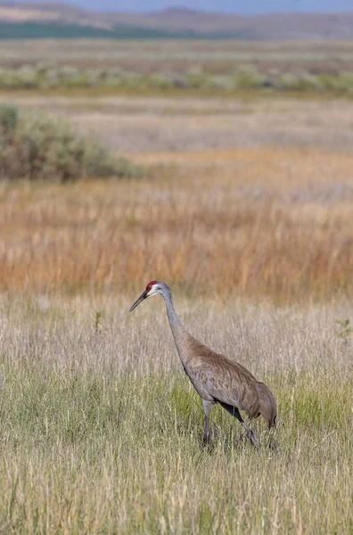 Sandhill Crane Long Grass Camas National Wildlife Refuge Idaho Summer — Stock Photo, Image