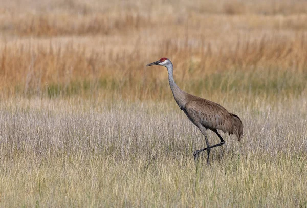 Sandhill Crane Long Grass Camas National Wildlife Refuge Idaho Summer — Stock Photo, Image