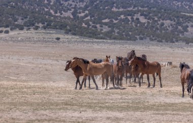 Utah çölünde ilkbaharda vahşi atlar