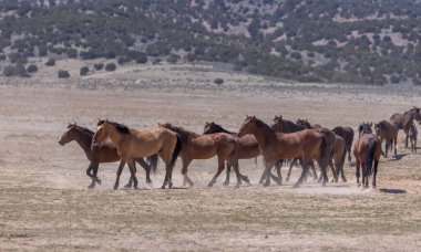 Utah çölünde ilkbaharda vahşi atlar