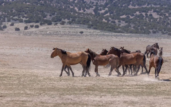 Utah Çölünde Ilkbaharda Vahşi Atlar — Stok fotoğraf