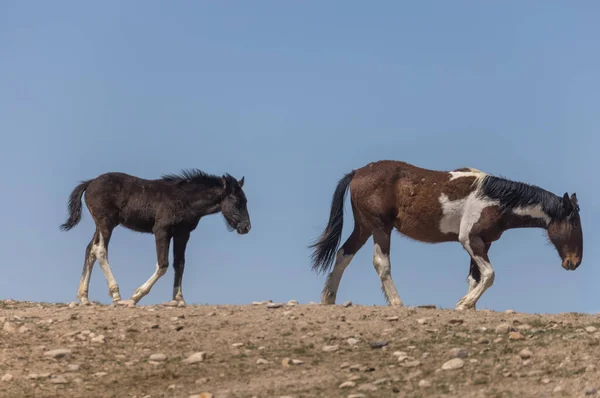Wild Horse Mare Foal Utah Desert — Stock Photo, Image