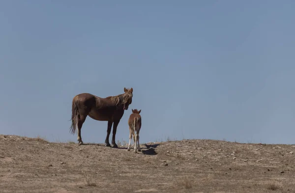 Eine Wildpferdstute Und Ein Fohlen Der Wüste Von Utah — Stockfoto