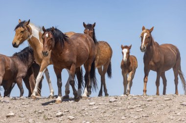 Baharda Utah çölünde vahşi bir at sürüsü.