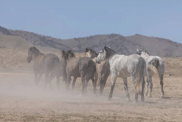 Troupeau Chevaux Sauvages Printemps Dans Désert Utah — Photo