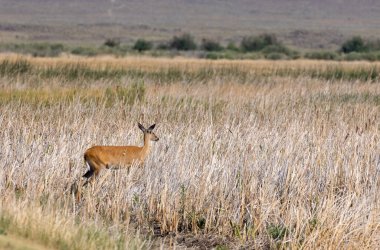 Yazın Idaho 'da beyaz kuyruklu geyik.