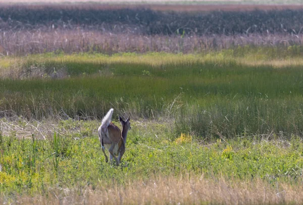 Whitetail Deer Doe Summer Idaho — Stock Photo, Image