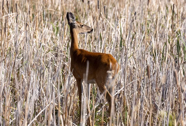 Une Biche Queue Blanche Été Dans Idaho — Photo