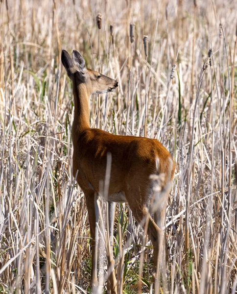 Une Biche Queue Blanche Été Dans Idaho — Photo