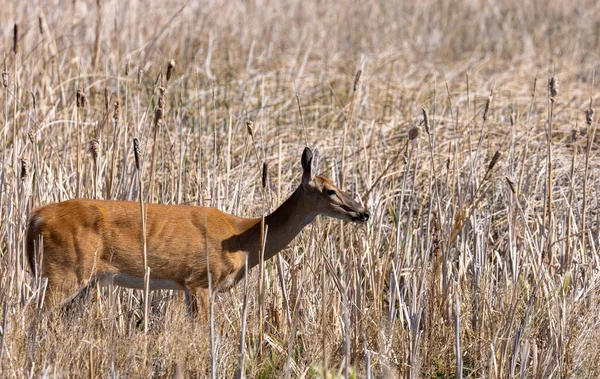 Une Biche Queue Blanche Été Dans Idaho — Photo