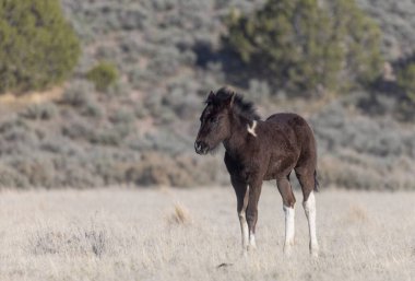 Utah çölünde şirin bir at yavrusu.