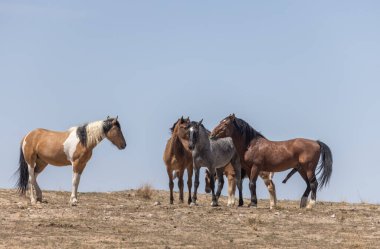 Utah çölünde ilkbaharda vahşi atlar