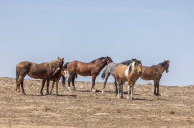 Utah çölünde ilkbaharda vahşi atlar