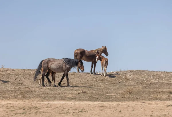 Wild Horses Spring Utah Desert — Stock Photo, Image