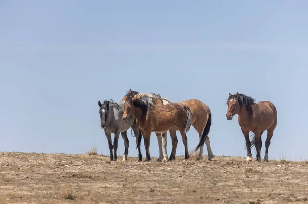 Cavalos Selvagens Primavera Deserto Utah — Fotografia de Stock