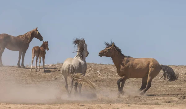 Pair Wild Horse Stallions Fighting Utah Desert — Stock Photo, Image