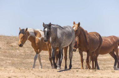 Baharda Utah çölünde vahşi bir at sürüsü.