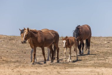 Baharda Utah çölünde vahşi bir at sürüsü.