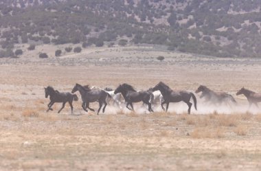 Baharda Utah çölünde vahşi bir at sürüsü.