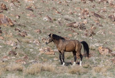 Utah çölünde baharda vahşi bir at.