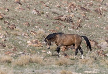 Utah çölünde baharda vahşi bir at.