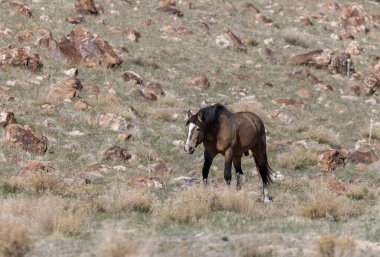 Utah çölünde baharda vahşi bir at.