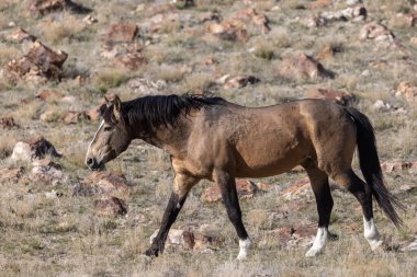 Utah çölünde baharda vahşi bir at.