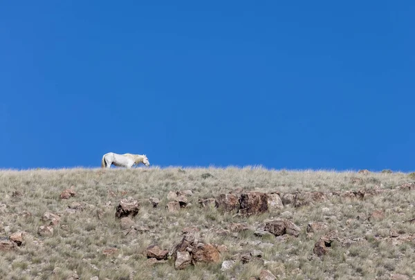 Ein Wildpferdehengst Frühling Der Wüste Von Utah — Stockfoto