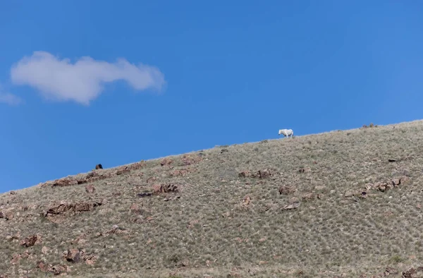 Caballo Salvaje Semental Primavera Desierto Utah —  Fotos de Stock