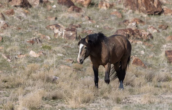 Жеребец Дикой Лошади Весной Пустыне Юта — стоковое фото
